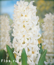 Продам цветы в вазонах к 14, 23 февраля и 8 марта 2012