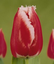 Пеларгония тюльпаны и геацинты к 8 марта