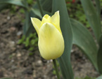 большой выбор тюльпанов оптом к 8 марта