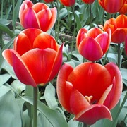 Продам оптом тюльпаны Эрик к 8–му марта