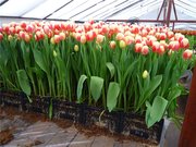 Продам тюльпаны оптом к 8 марта
