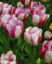 Тюльпаны оптом к 8 марта и 14 февраля