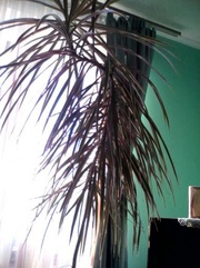 пальма у висоту 2.5 етри